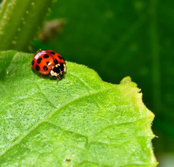 How to Get Rid of Asian Lady Beetles
