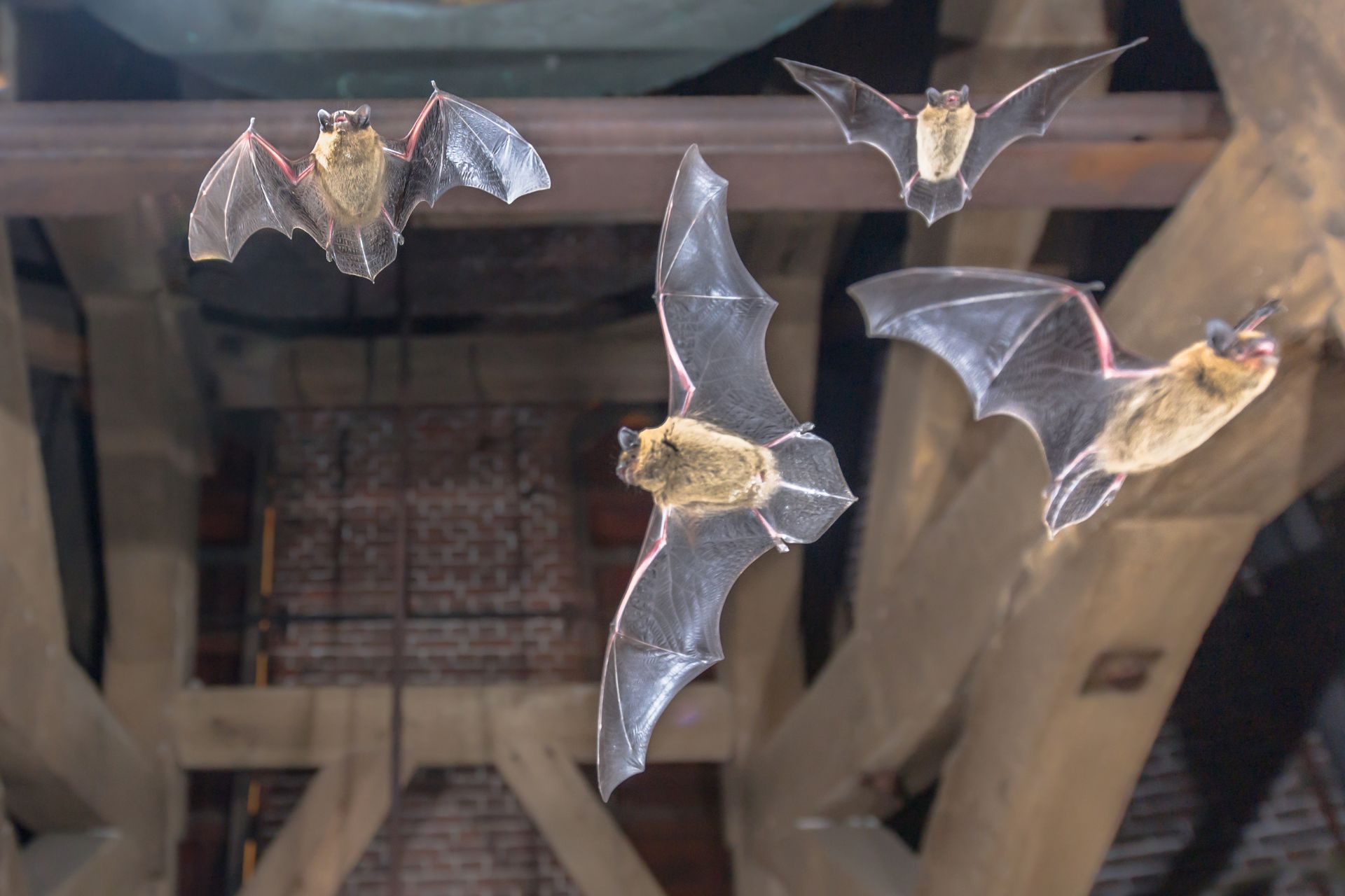 How To Get Rid Of Bats In Attic Humane And Effective Methods   How To Get Rid Of Bats In Attic 