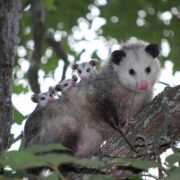 How to Get Rid of Possums from Your Property