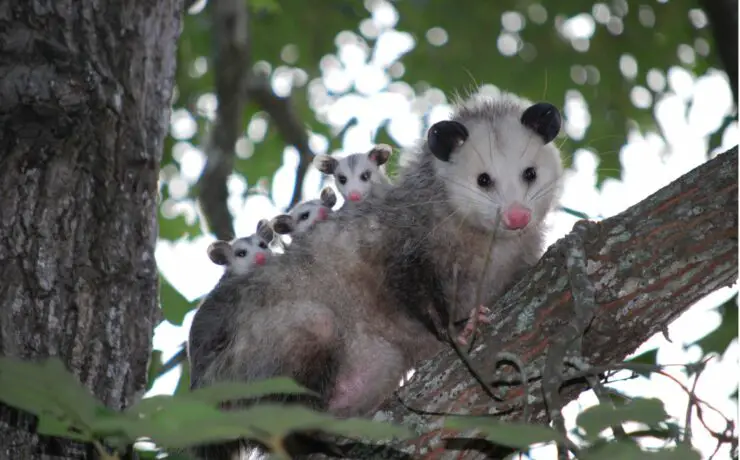 How to Get Rid of Possums from Your Property