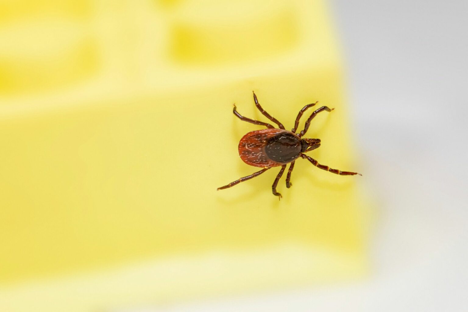 how-to-get-rid-of-ticks-in-your-house