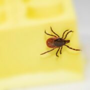 How to Get Rid of Ticks in House