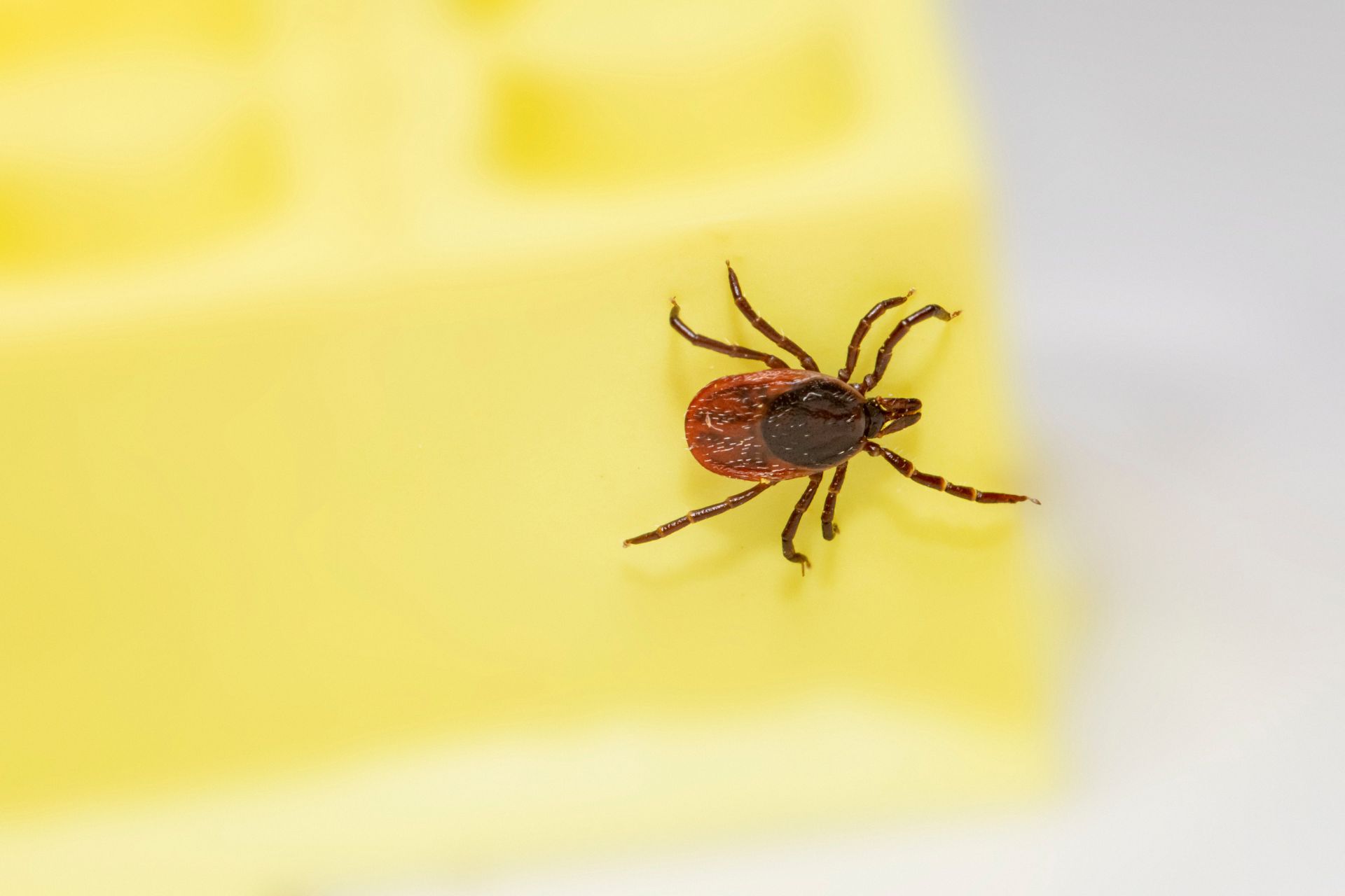 get-rid-of-ticks-pest-control-houselogic