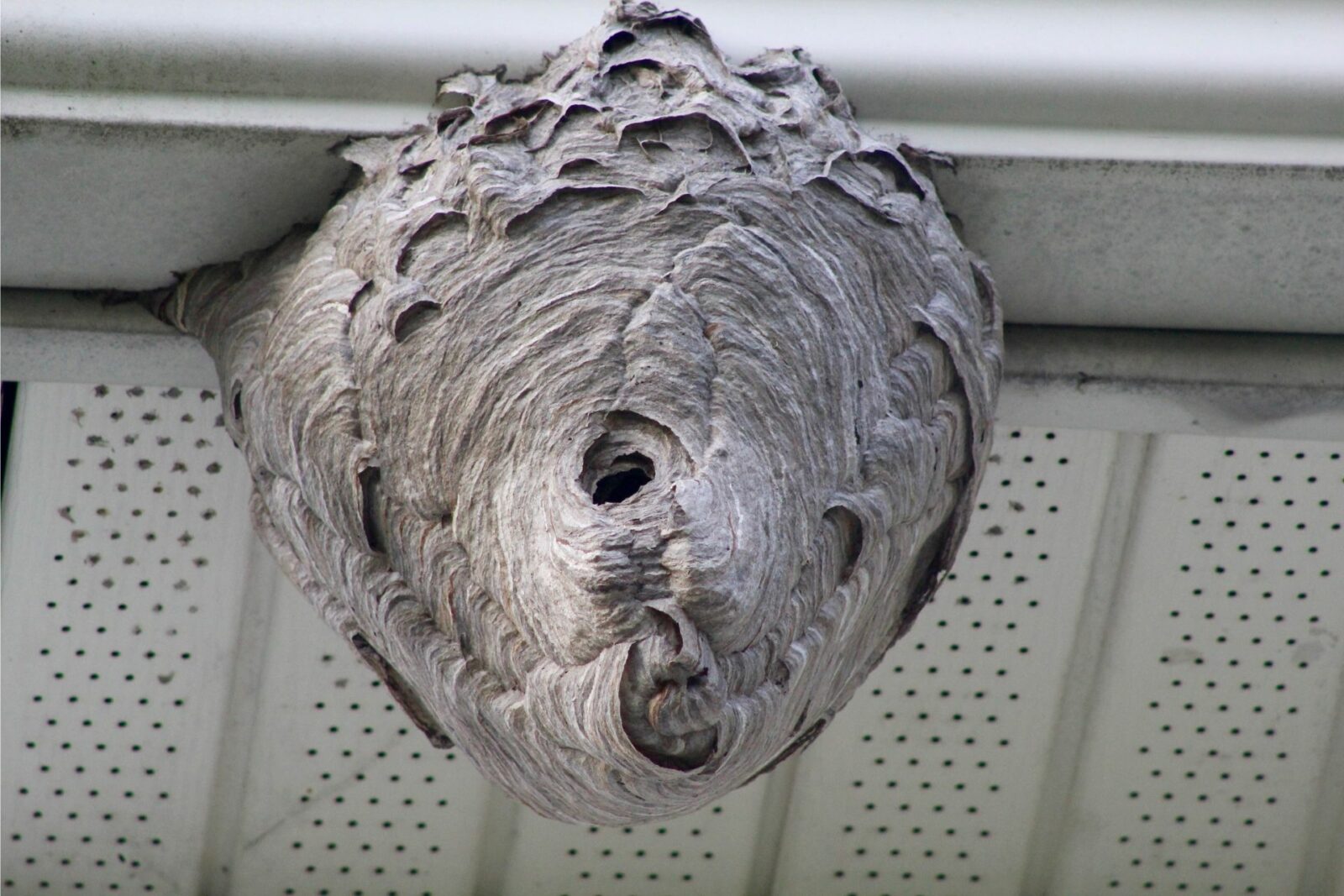 How to Get Rid of a Wasp Nest