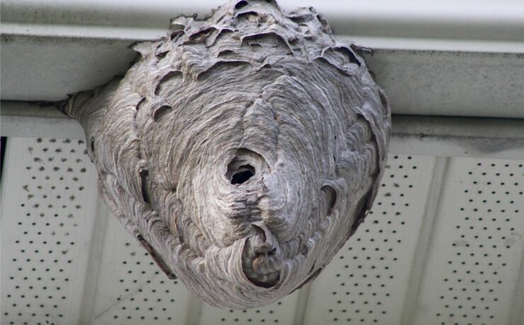 How to Get Rid of a Wasp Nest