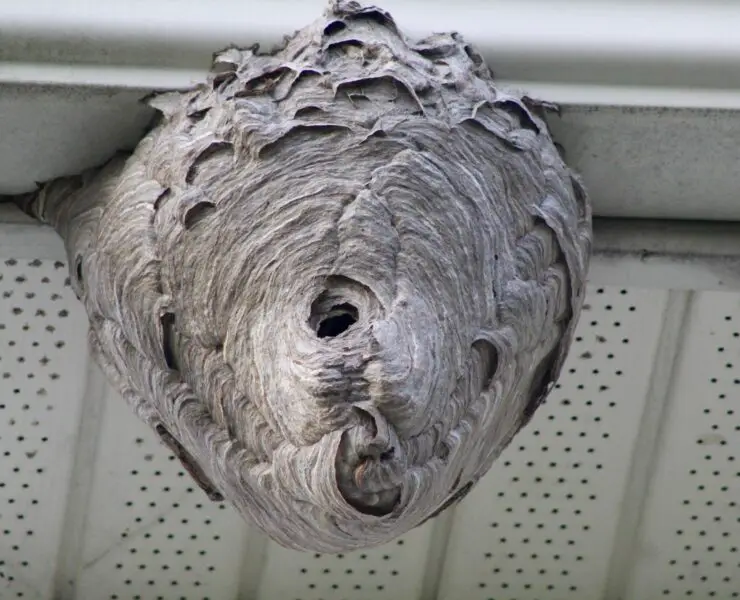 How to Get Rid of a Wasp Nest