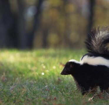 How to Keep Skunks away from your house