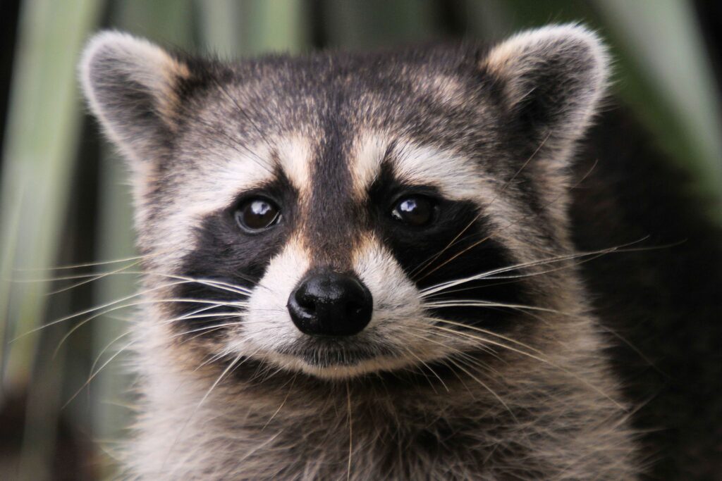 how-to-get-rid-of-raccoons-in-the-attic