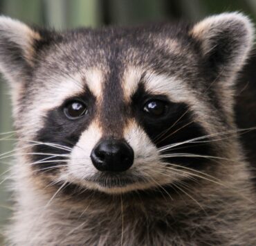 How to get rid of raccoons in attic