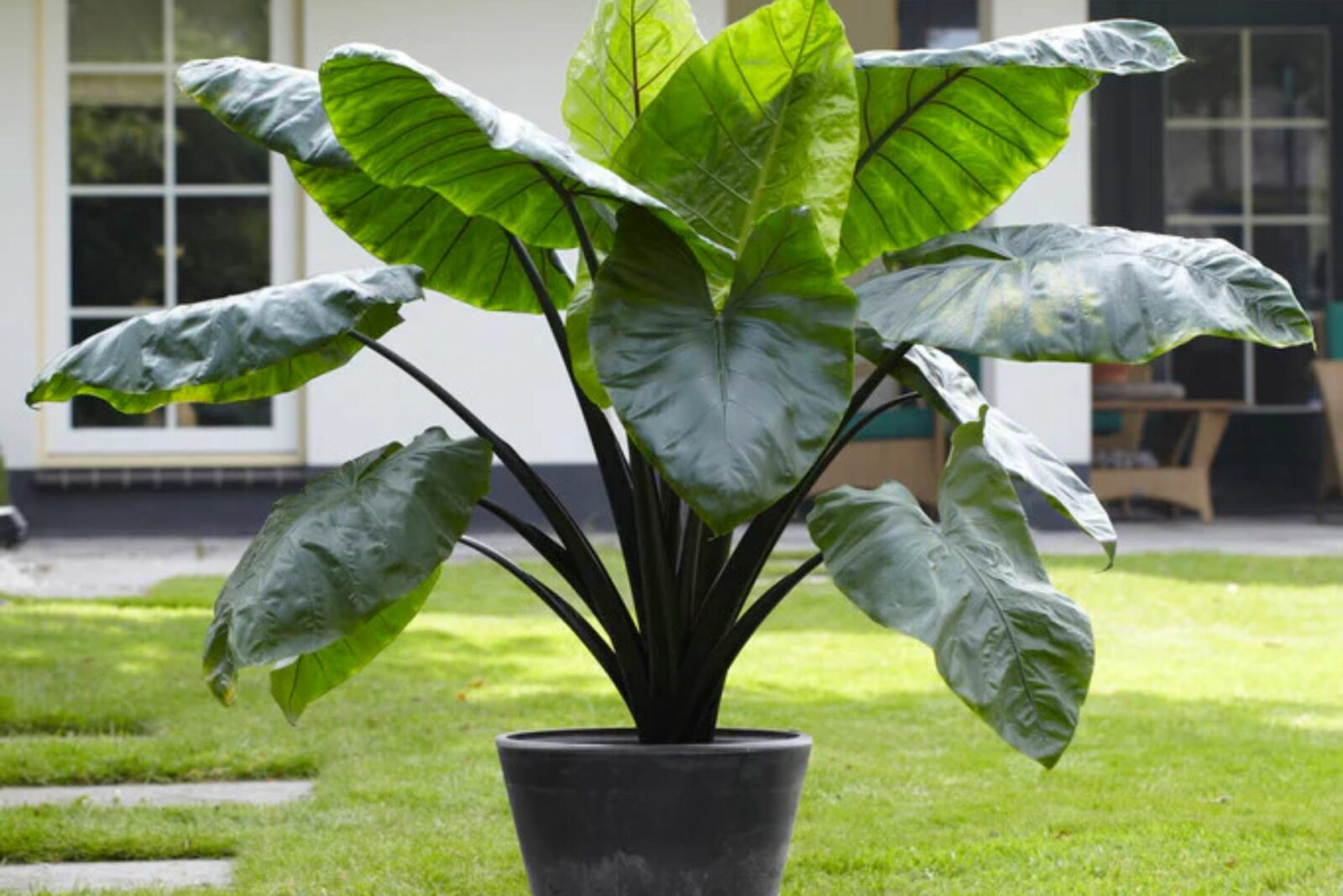 Philodendron Giganteum