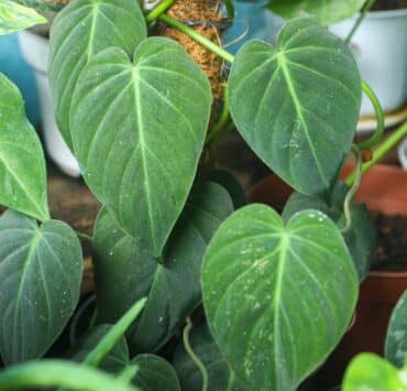 Philodendron-Micans