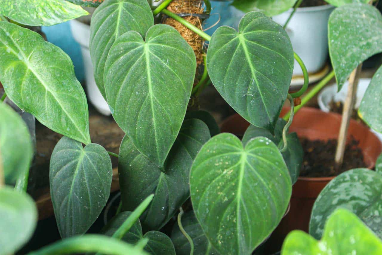 Philodendron-Micans