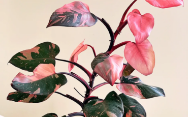Philodendron Pink Princess