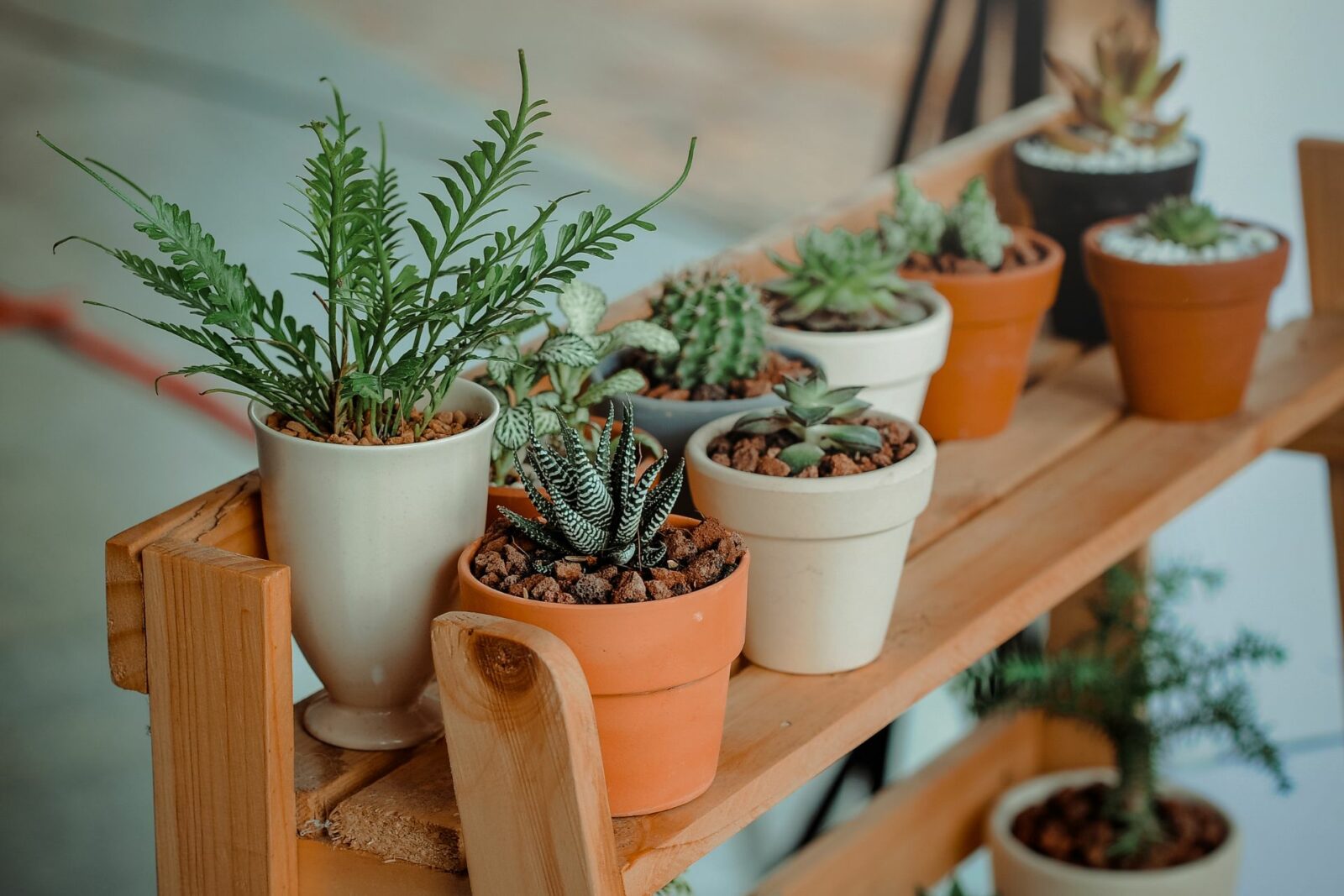how to get rid of bugs from indoor plants