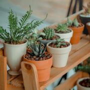 how to get rid of bugs from indoor plants