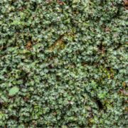 how to make a moss garden indoor
