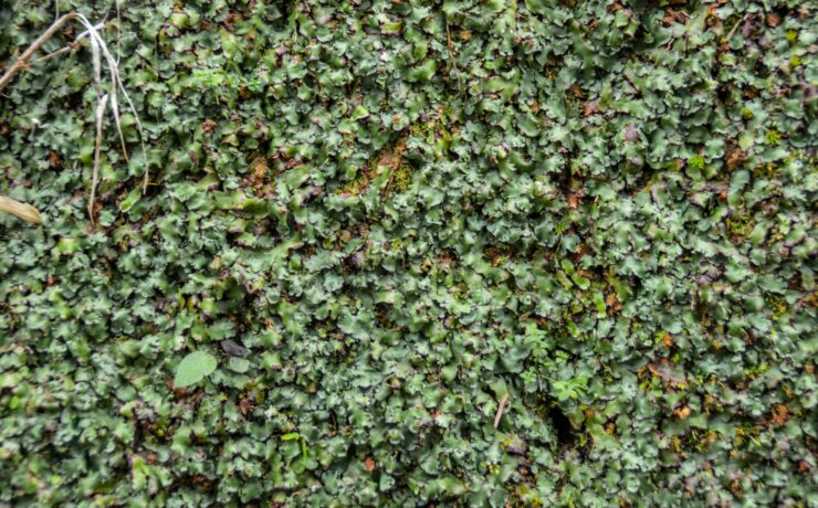 how to make a moss garden indoor