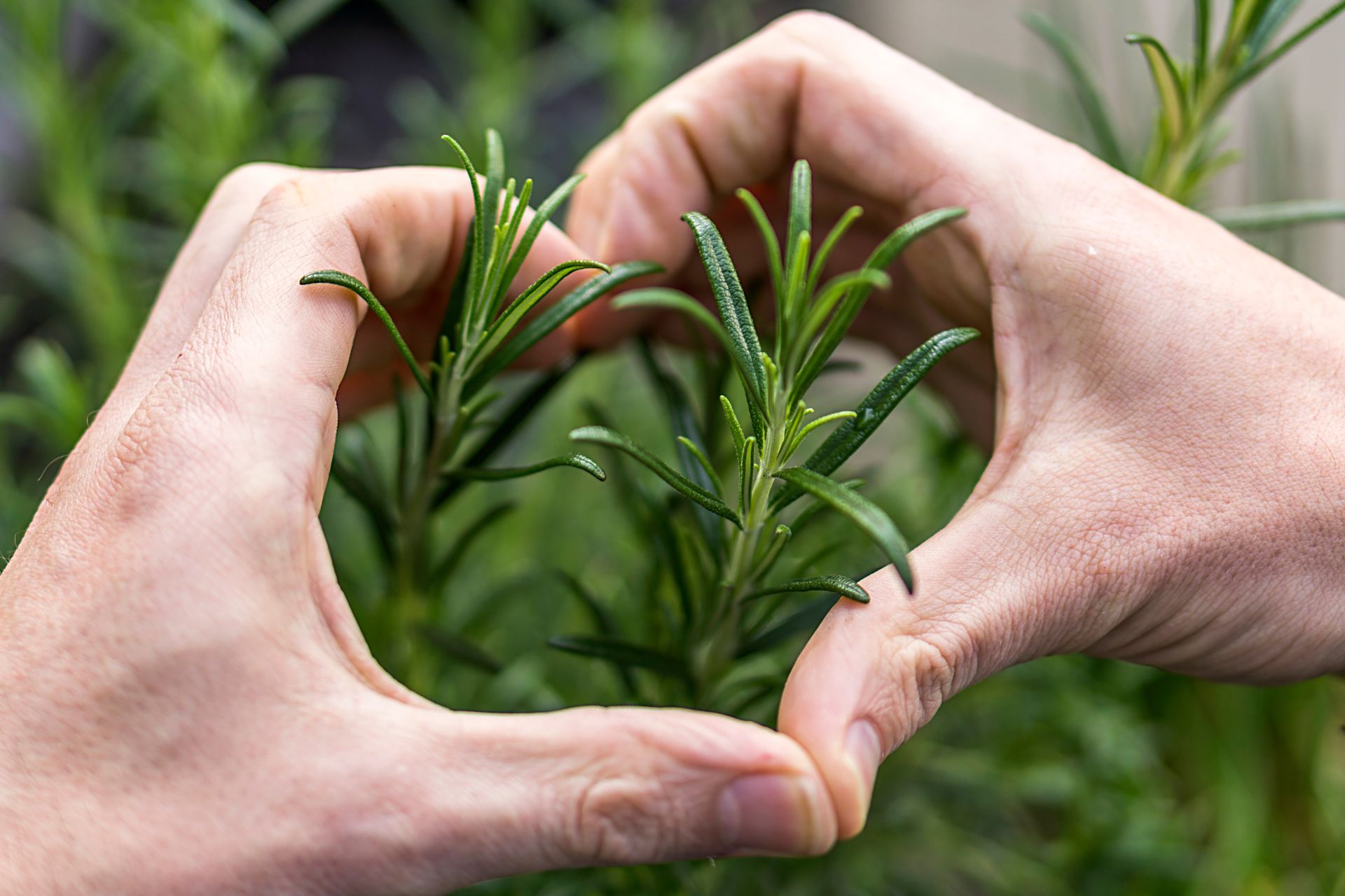 how-to-make-an-indoor-herb-garden