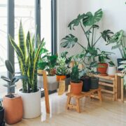 how to start an indoor garden for beginners