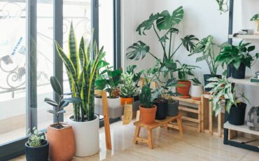 how to start an indoor garden for beginners