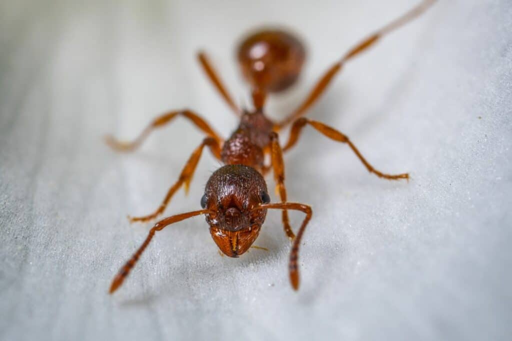 how to get rid of ants in bathroom
