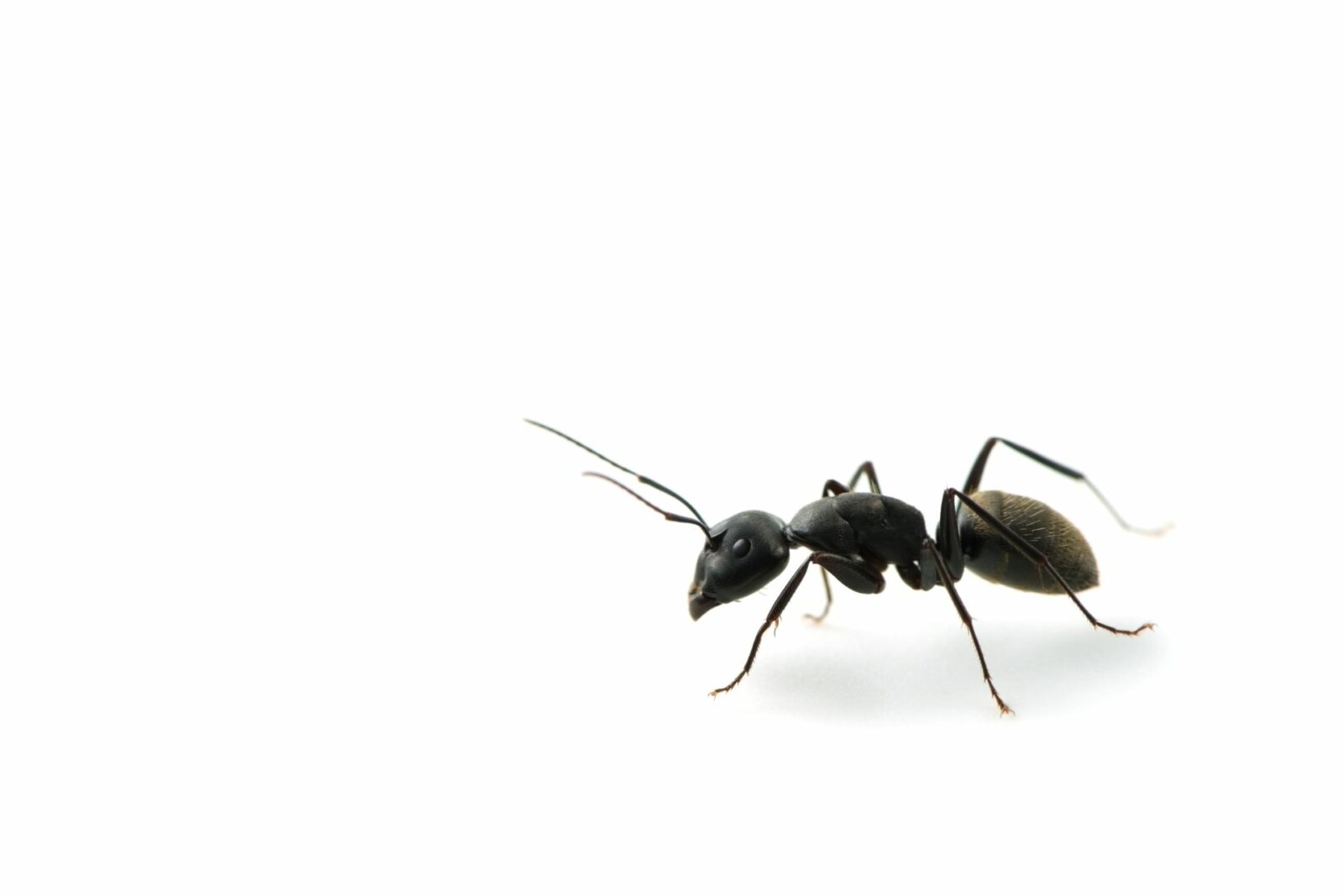 How To Get Rid Of Ants In Bathroom Effective Home Remedies   How To Get Rid Of Ants In Bathroom 1600x1067 