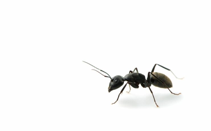 How to Get Rid of Ants in Bathroom?