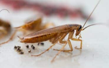 how to get rid of cockroaches in bathroom