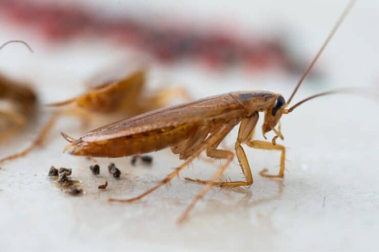 how to get rid of small cockroaches in bathroom