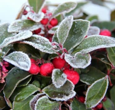 how to protect plants from frost