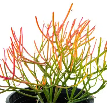 firestick plant