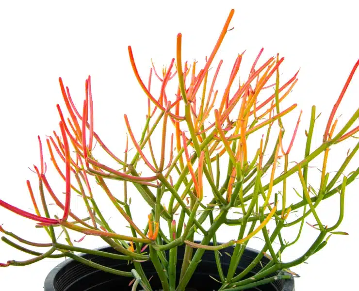 firestick plant