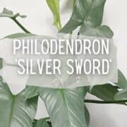 philodendron-silver-sword-social