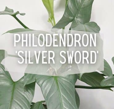 philodendron-silver-sword-social