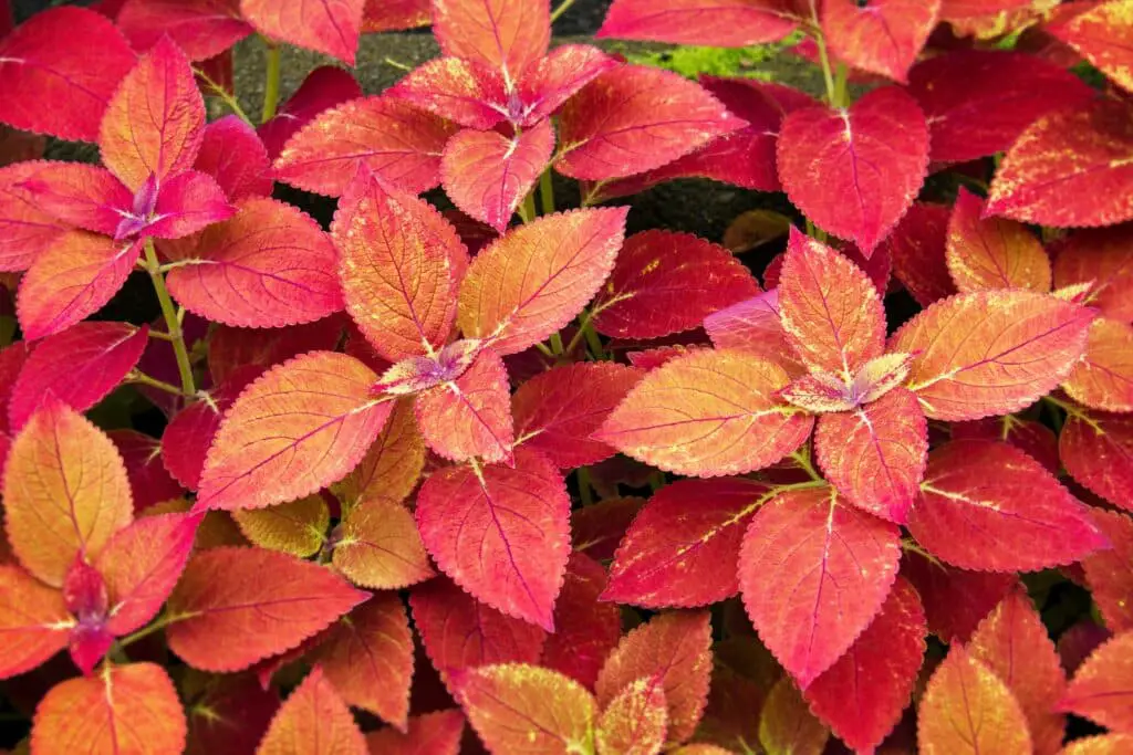 Discover the vibrant world of the coleus plant with our guide on propagation and care. Learn how to grow and maintain these colorful beauties.