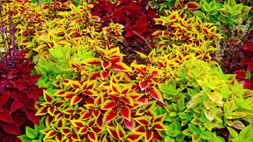 Rainbow Coleus