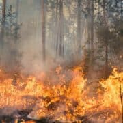 Wildfire Home Protection: Essential Steps to Safeguard Your Property | The Home Atlas