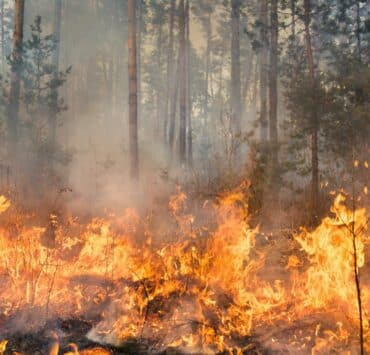 Wildfire Home Protection: Essential Steps to Safeguard Your Property | The Home Atlas