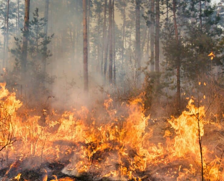 Wildfire Home Protection: Essential Steps to Safeguard Your Property | The Home Atlas