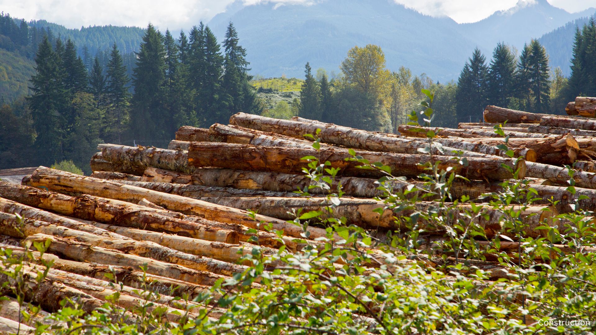 Lumber Prices Spike - The Home Atlas