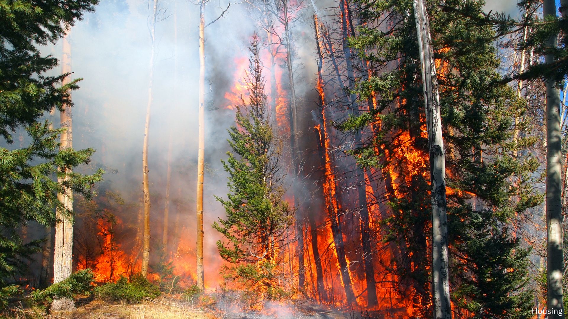 Los Angeles Wildfires